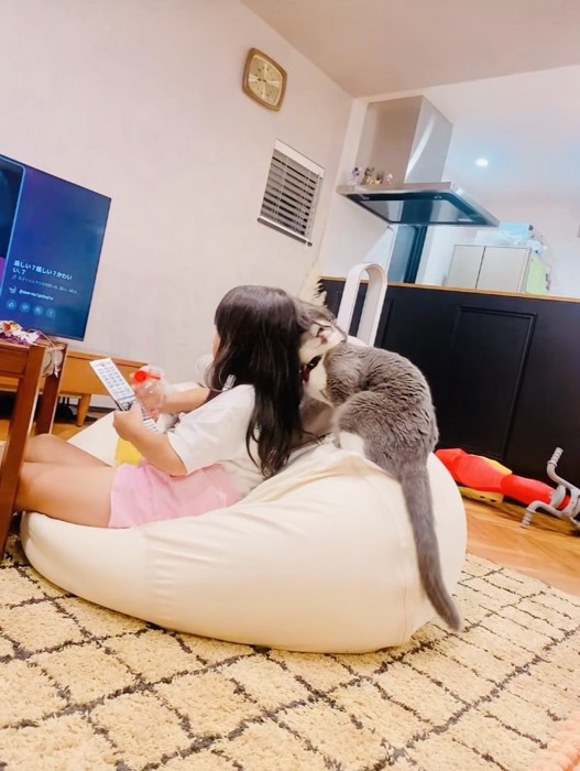 娘さんに甘えるブリティッシュショートヘア