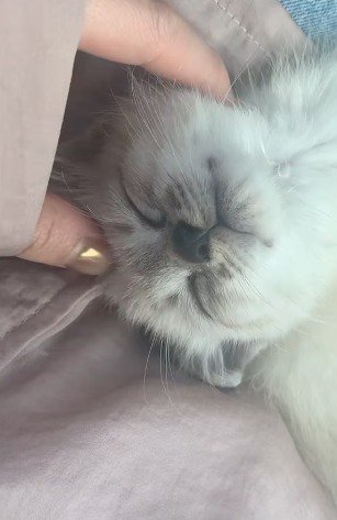 眠っている子猫の頭を撫でる飼い主