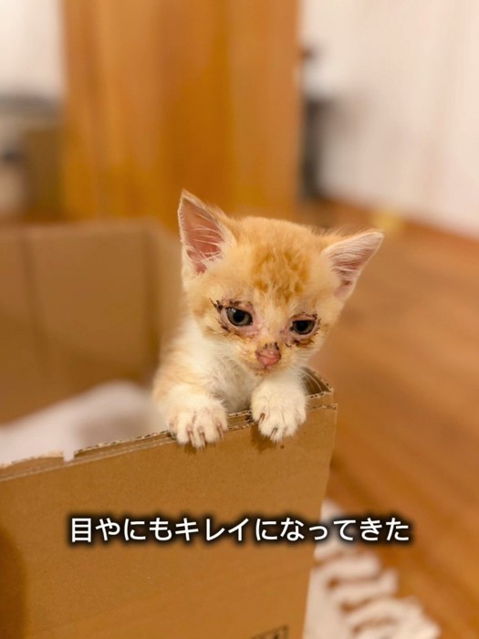 箱から顔を出す子猫