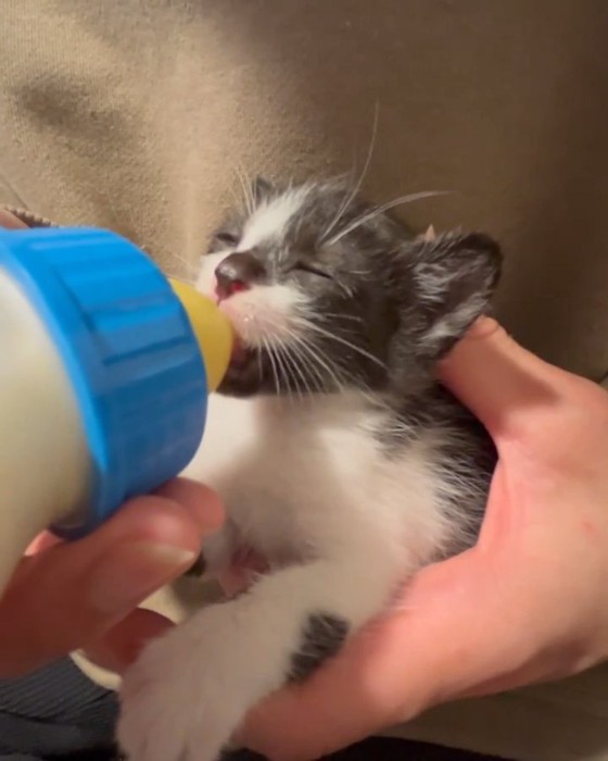 目を閉じる子猫