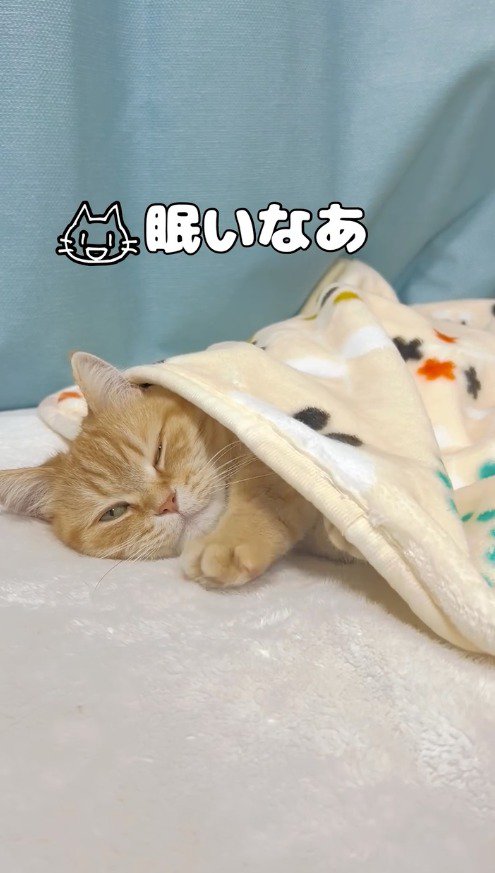 毛布をかけられて目を細める猫