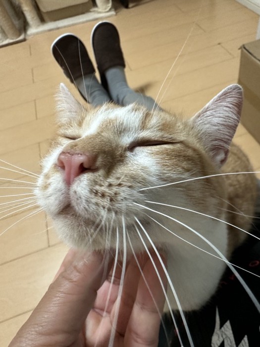 あごをカリカリしてもらう猫