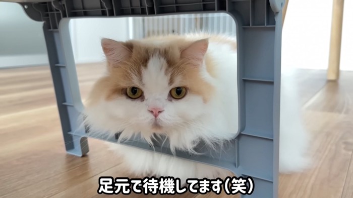 会議を待つレモンくん