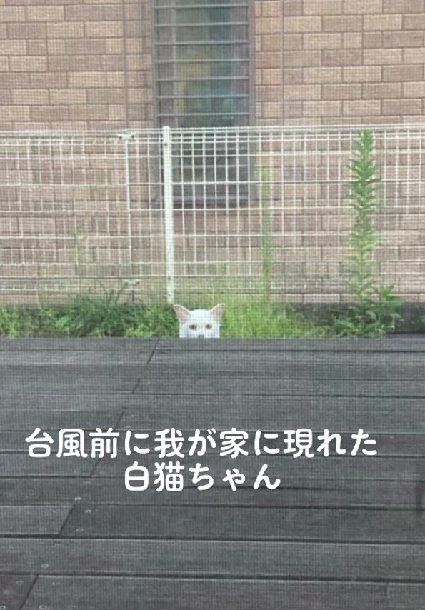 窓の外の白猫
