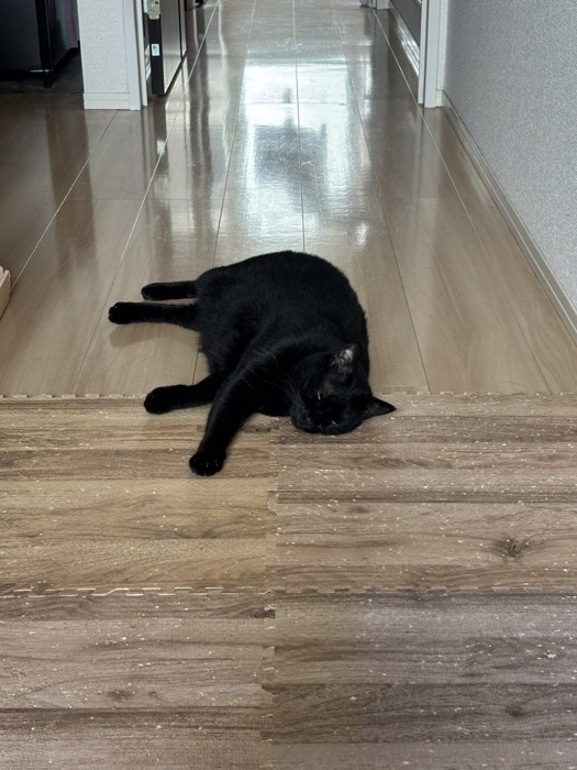 行き倒れている黒猫