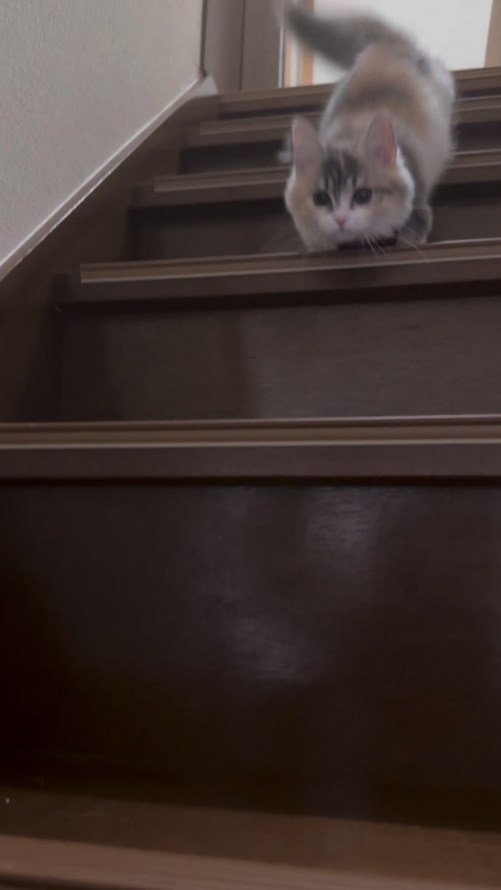 階段と猫さん