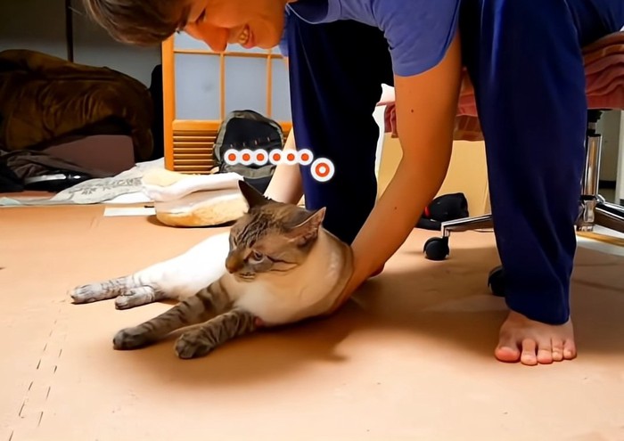 甘える猫