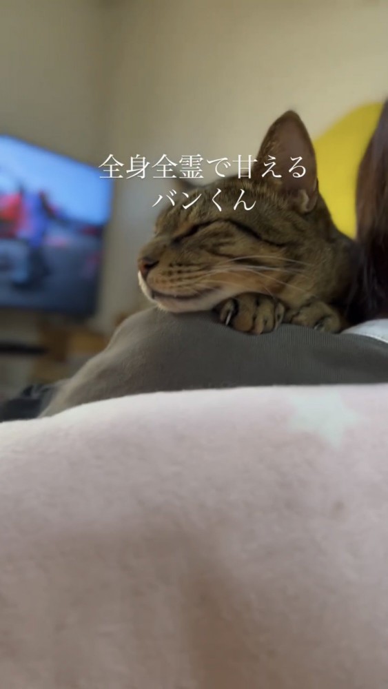 人の肩で寝る猫