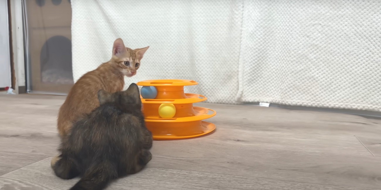 ボール遊びする2匹2