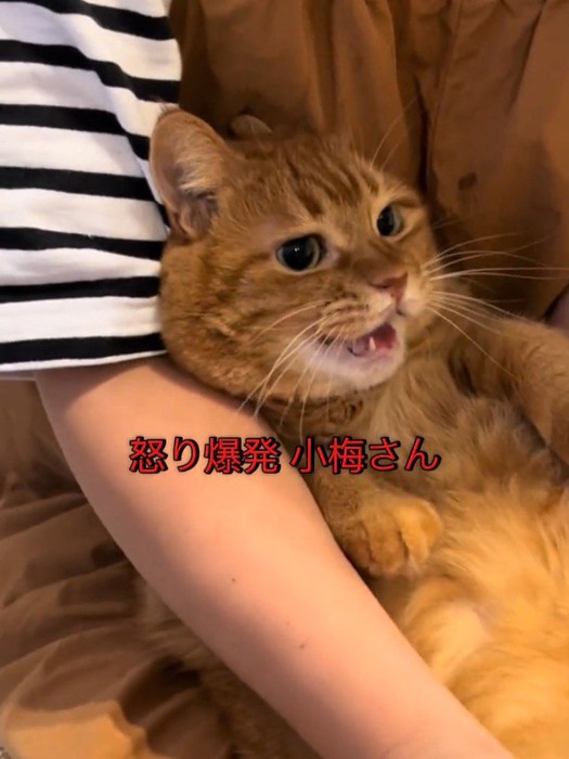 抱っこされて怒る猫