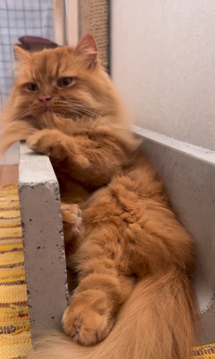 溝に座る猫