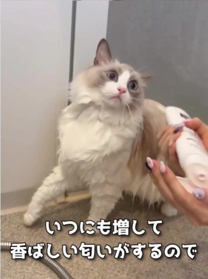 シャンプーをされている猫
