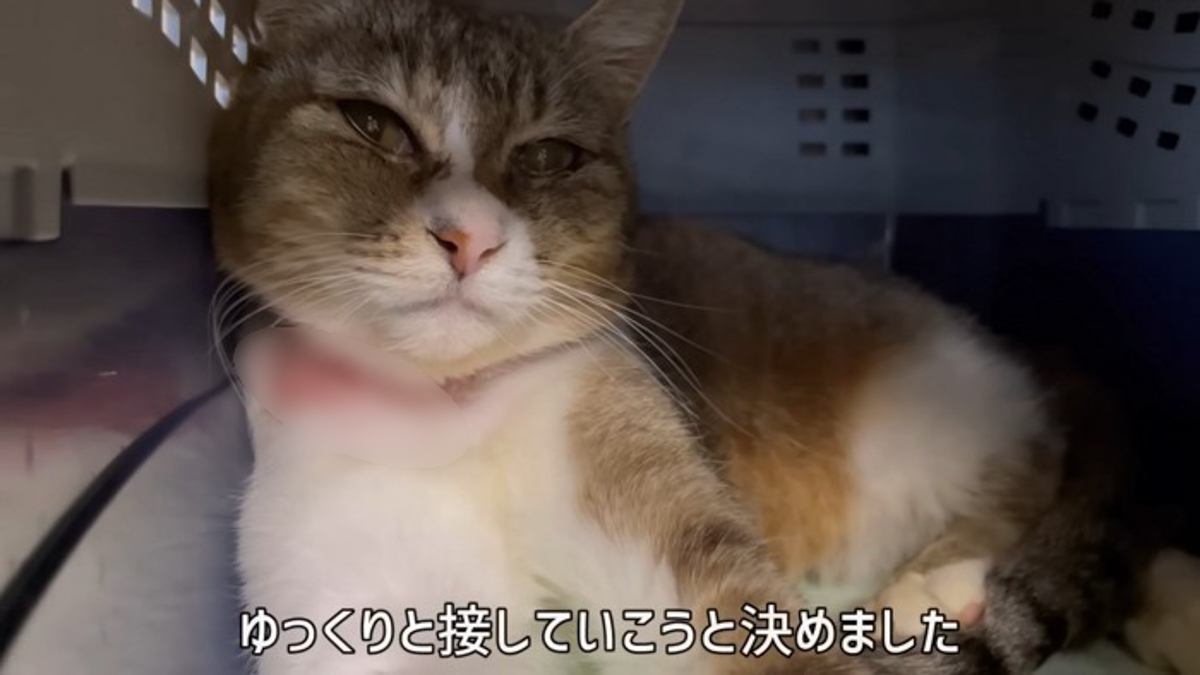 キャリーの中で静かにしている猫