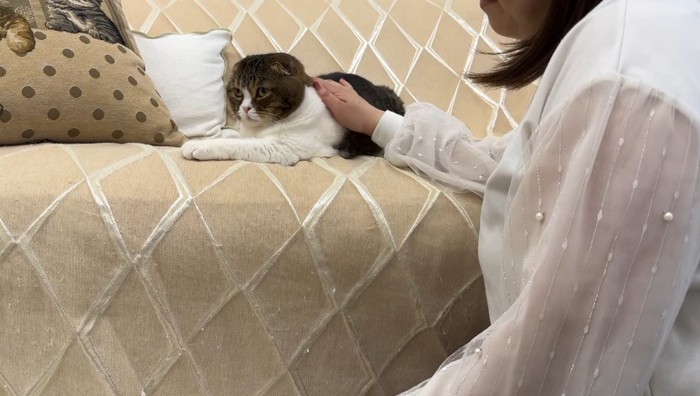 しーちゃんママがなでなで