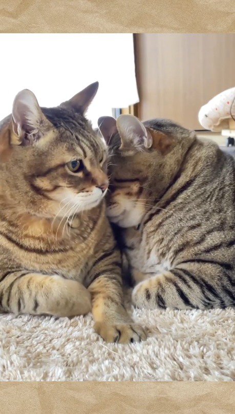 キジトラ猫に頭を寄せる闘病中の猫