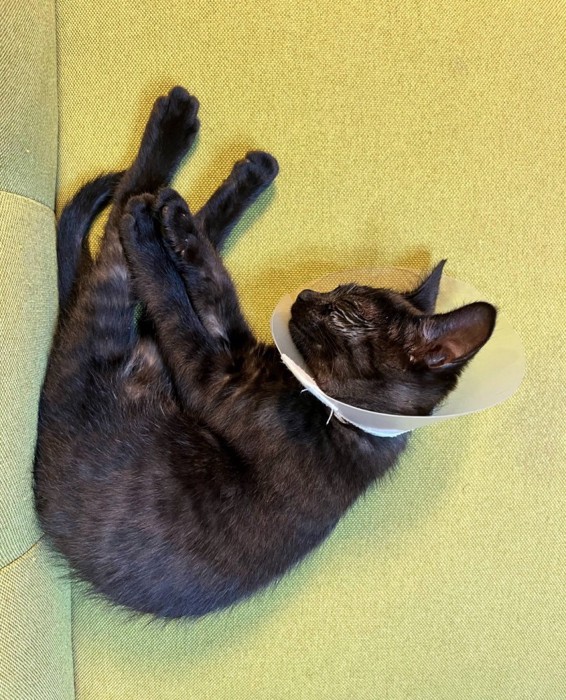 エリザベスカラーをつけた子猫