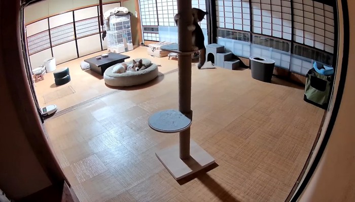 よじ登るりんちゃん