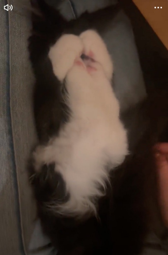 両前足を使って顔を隠す猫