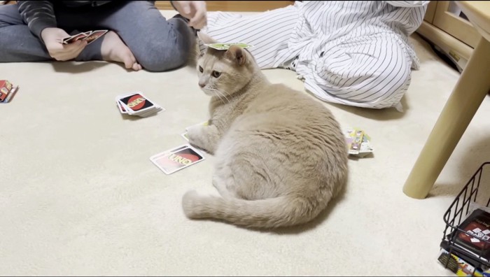 頭の上にカードを置かれるクリーム色の猫