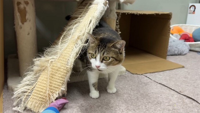 顔を出す猫