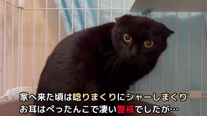 耳を倒した猫