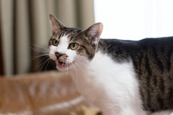 飼い主になにかを訴えるキジトラ白
