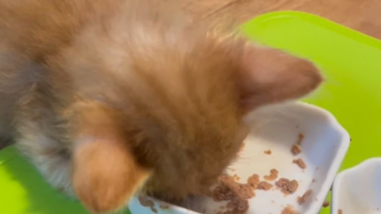 ごはんを食べている子猫