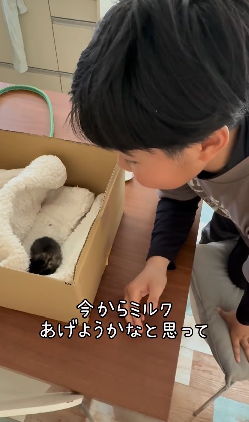 段ボールに入っている子猫を覗く子供「今からミルクあげようかなと思って」