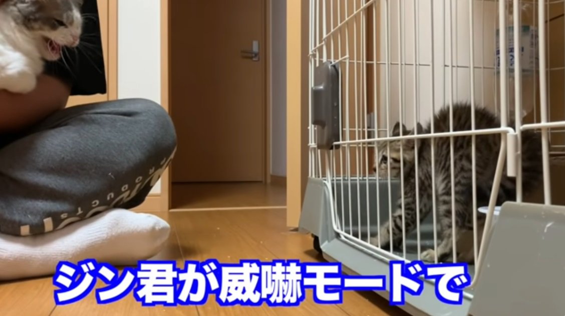 ぶち猫を抱っこして子猫と対面