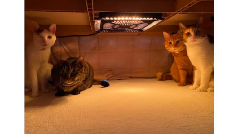 こたつの中の猫たち