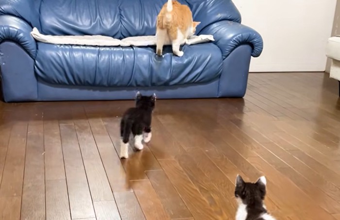 ソファーに乗った猫