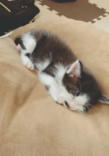 丸くなって寝ている黒白模様の子猫