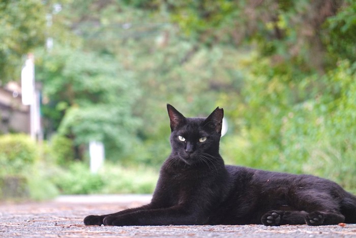 道ばたでくつろぐ黒猫