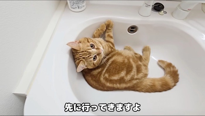 洗面台の中からカメラを見上げる茶色い猫