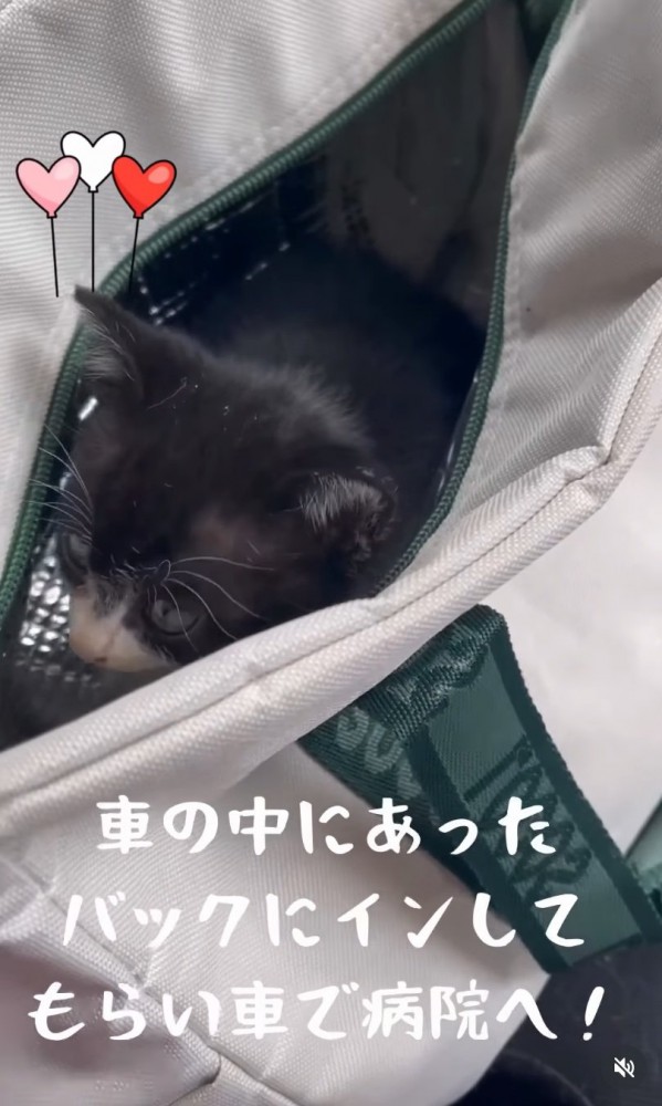 バッグに入った子猫
