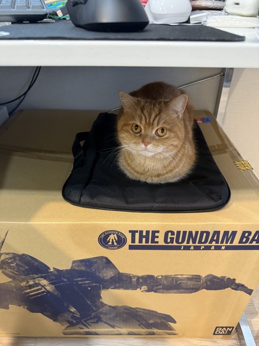 机の下から覗くにゃむちゃん