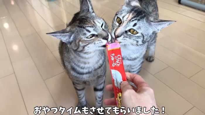 おやつを食べる2匹の猫