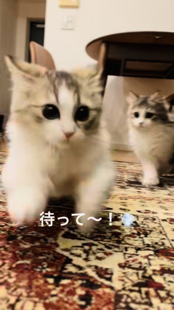 妹ミヌエットを追いかける兄ミヌエット