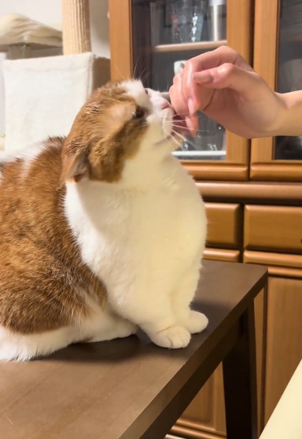 手を舐めるおみそちゃん