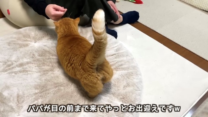 尻尾を上げて歩くレッド系マンチカン