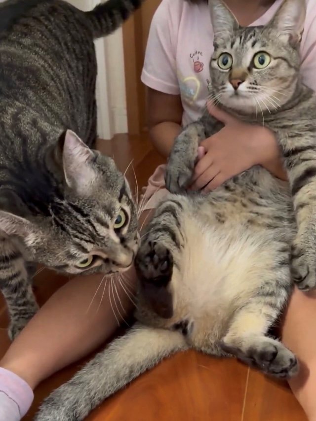 抱っこされている猫の足の匂いを嗅ぐ猫