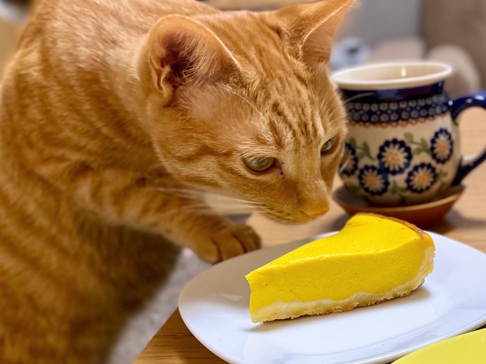 飼い主のおやつを覗き込む猫