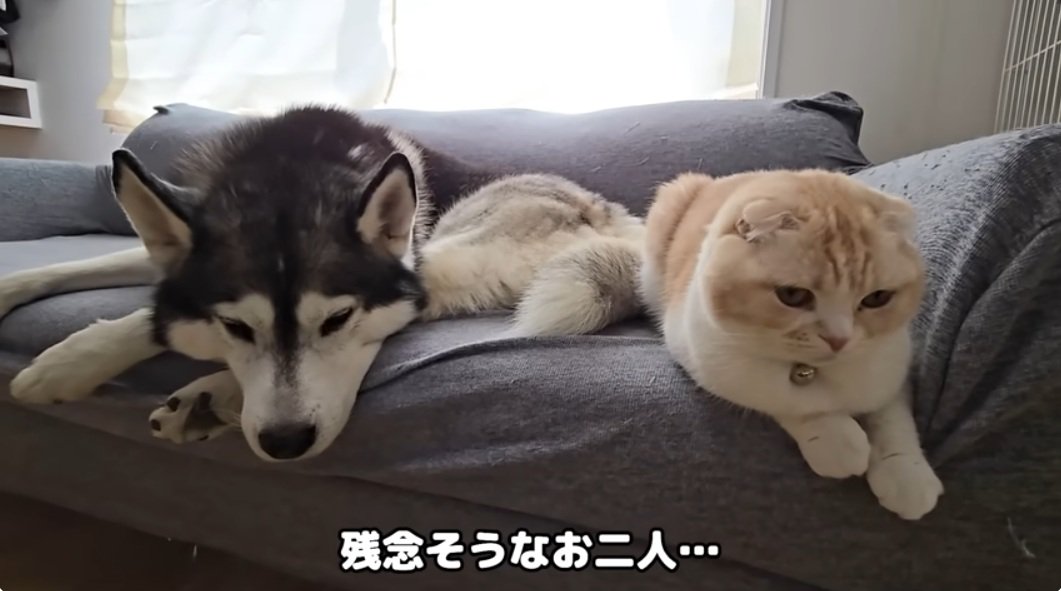 ソファーに座っているスコティッシュフォールドとハスキー犬