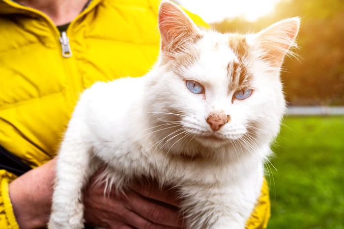 抱き上げられて逃げたい猫