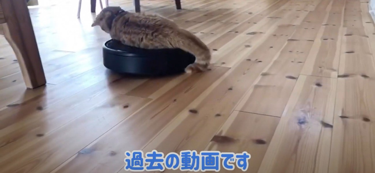 「過去の動画です」と書かれた猫