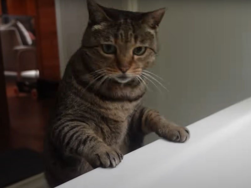 浴槽をのぞく猫