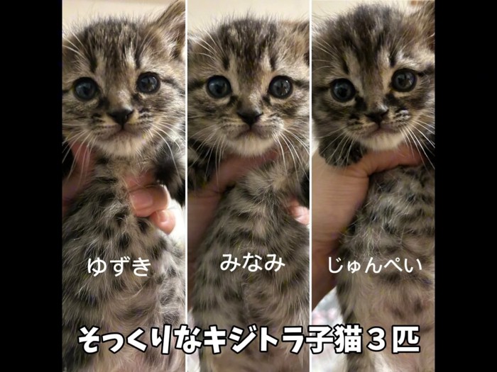 子猫の名前