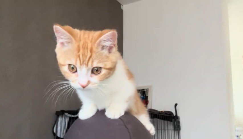 人の頭の上に乗る猫