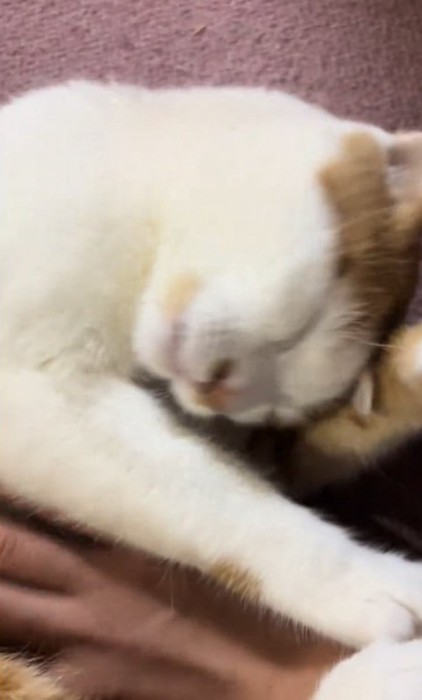 お腹をなでられるねこちゃん