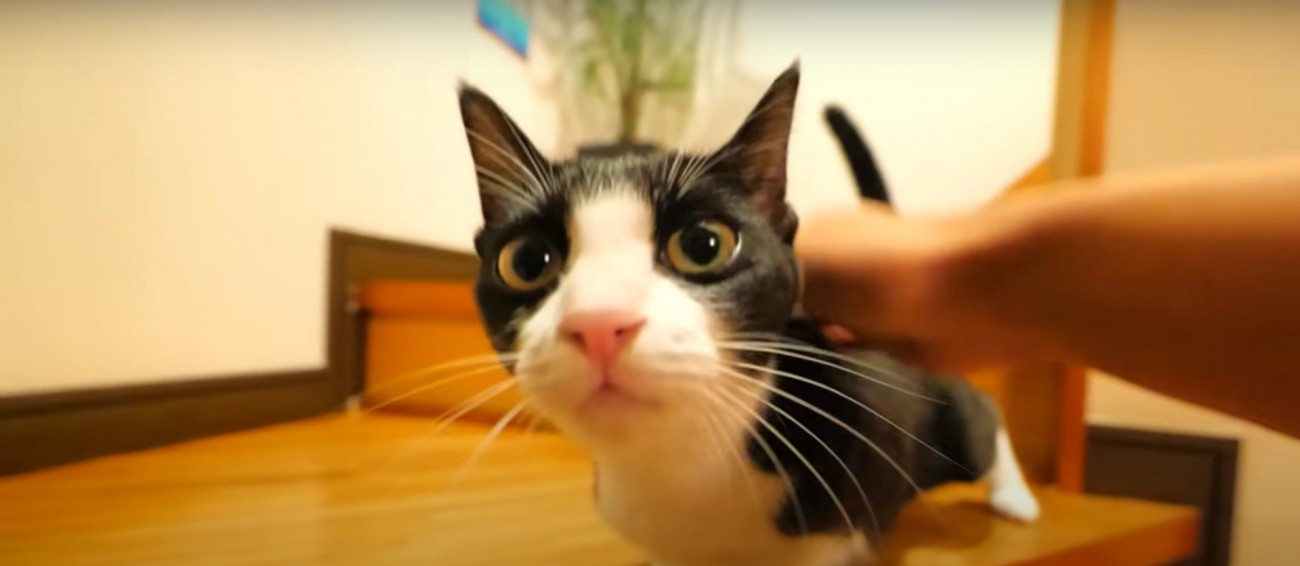 撫でられている猫